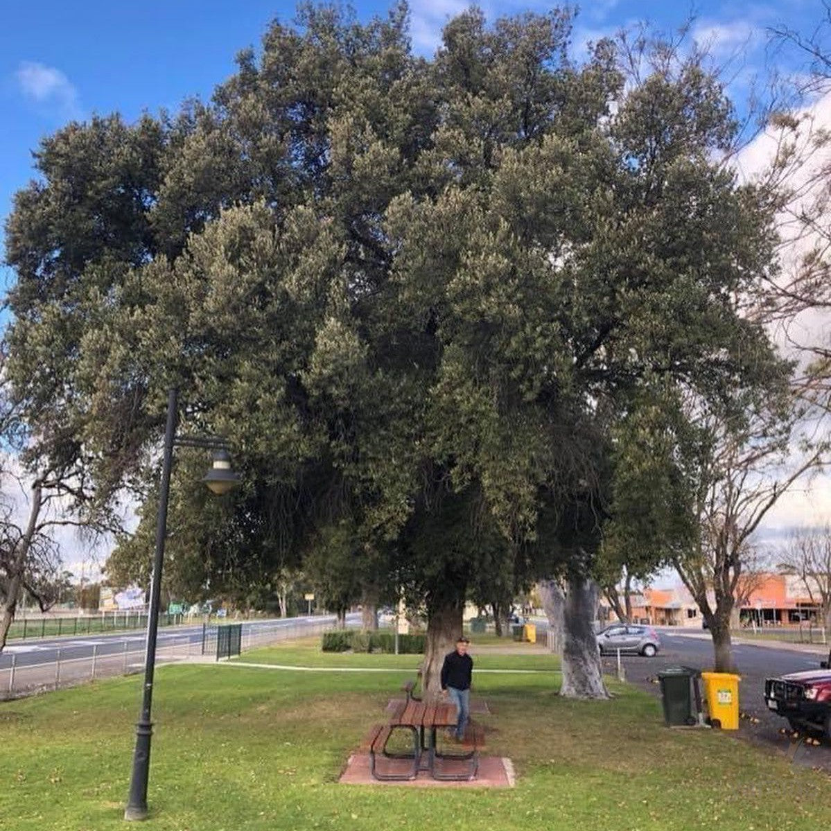 Quercus ilex (Holm Oak) 1