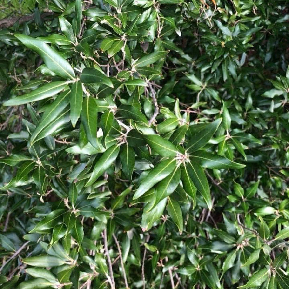 Quercus ilex (Holm Oak) 2