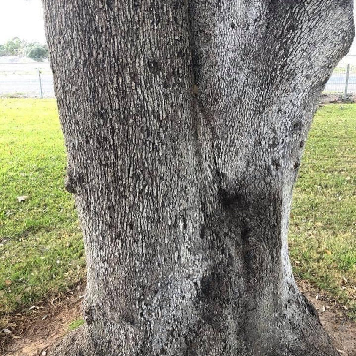 Quercus ilex (Holm Oak) 3