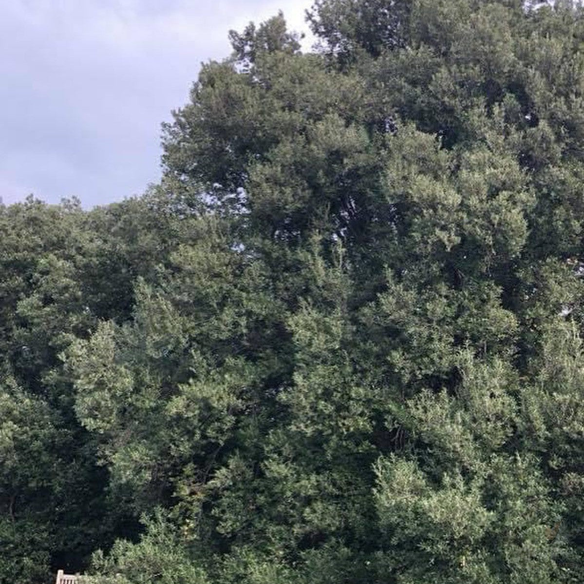 Quercus ilex (Holm Oak) 4