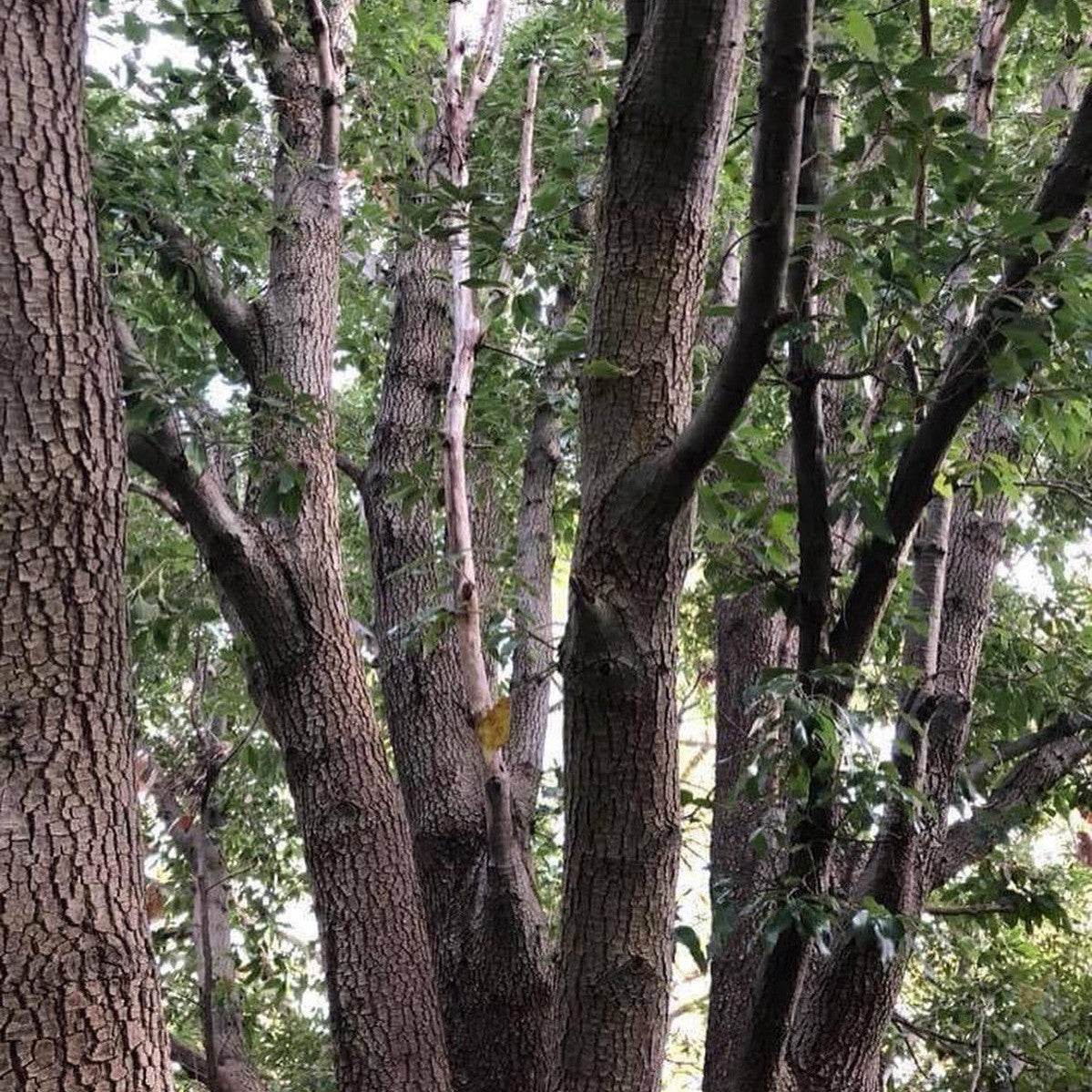 Quercus ilex (Holm Oak) 5