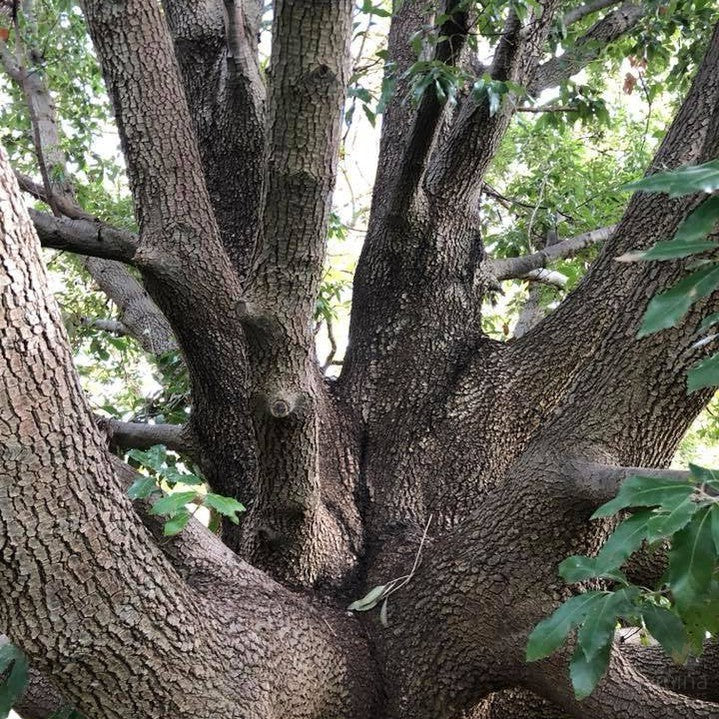 Quercus ilex (Holm Oak) 6