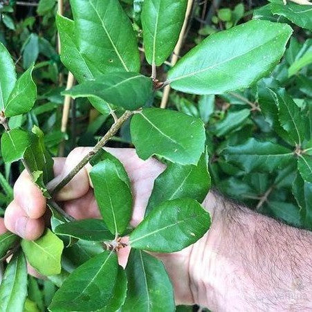 Quercus phillyraeoides 1