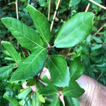 Quercus phillyraeoides 2