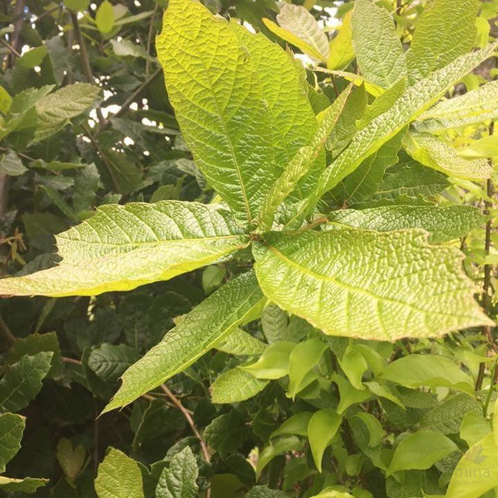 Quercus rhysophylla 1