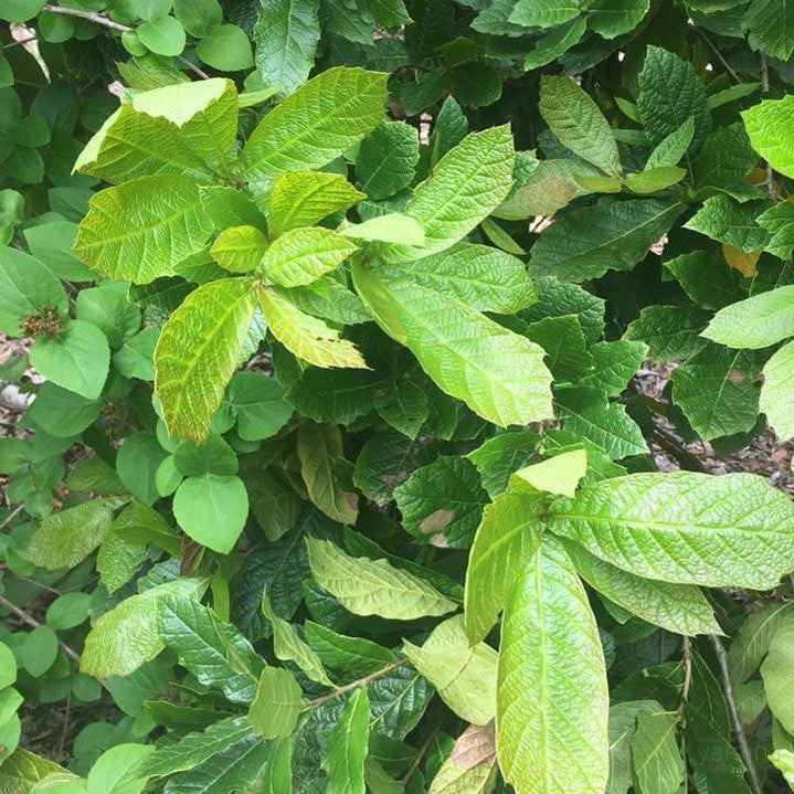 Quercus rhysophylla 2