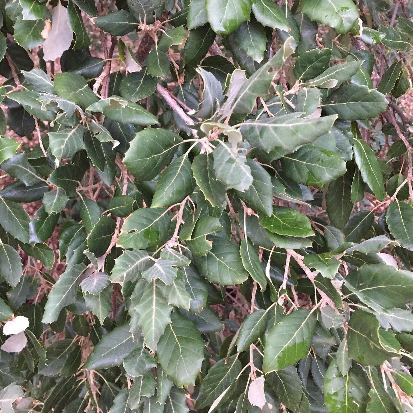 Quercus suber (Cork Oak) 2
