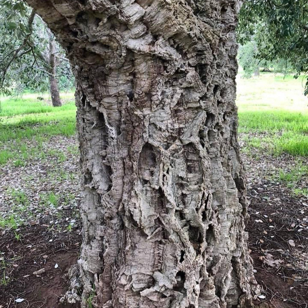 Quercus suber (Cork Oak) 3