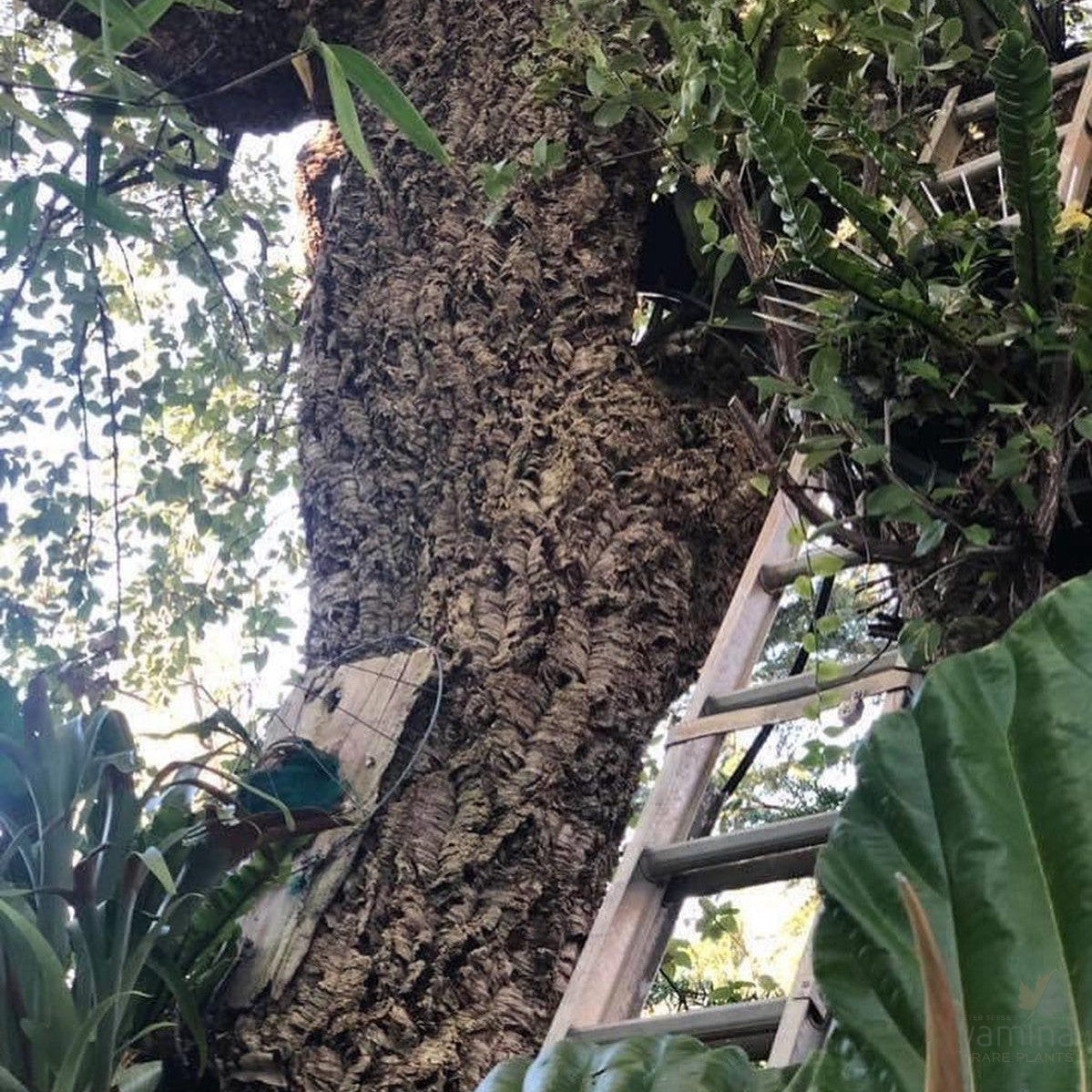 Quercus suber (Cork Oak) 4