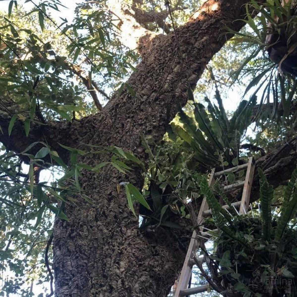 Quercus suber (Cork Oak) 5