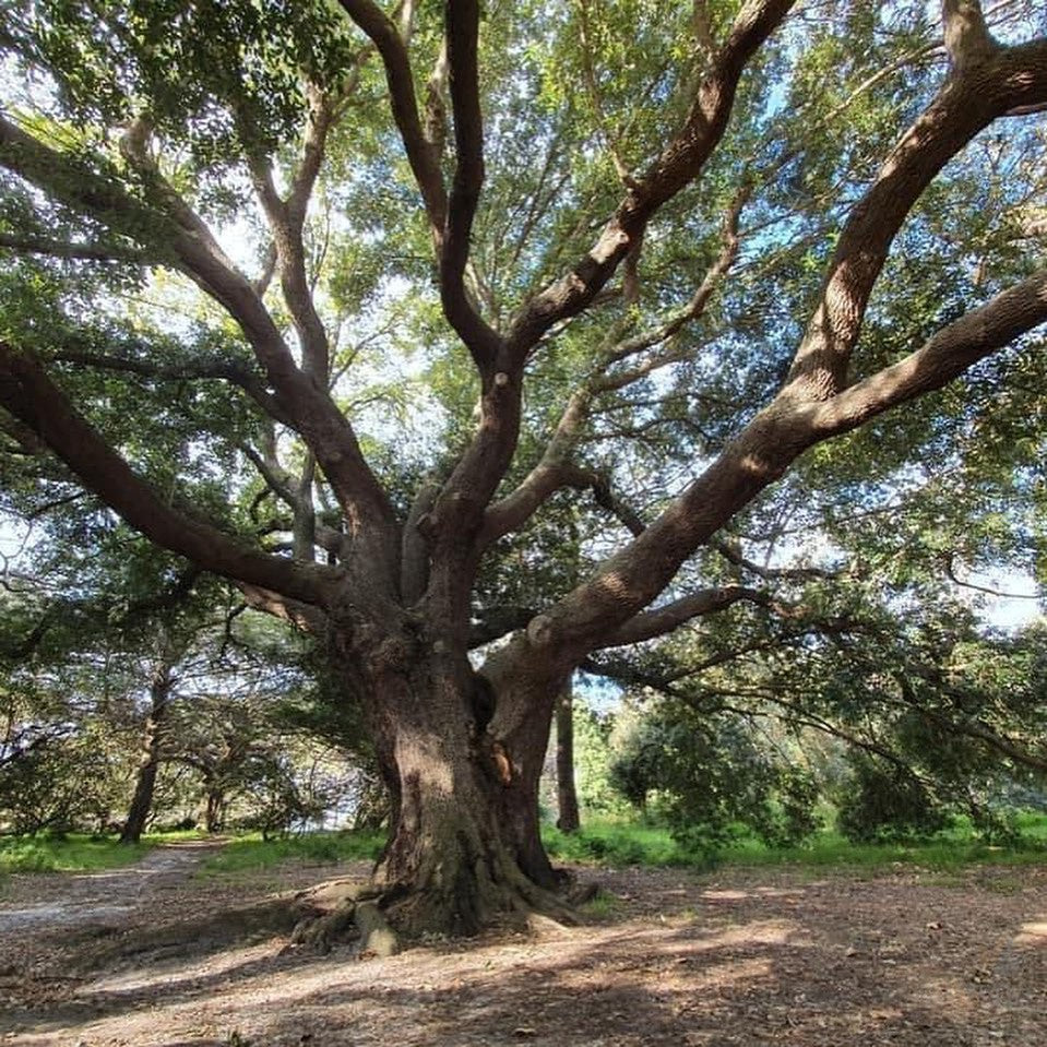 Quercus virginiana (Live oak) 1