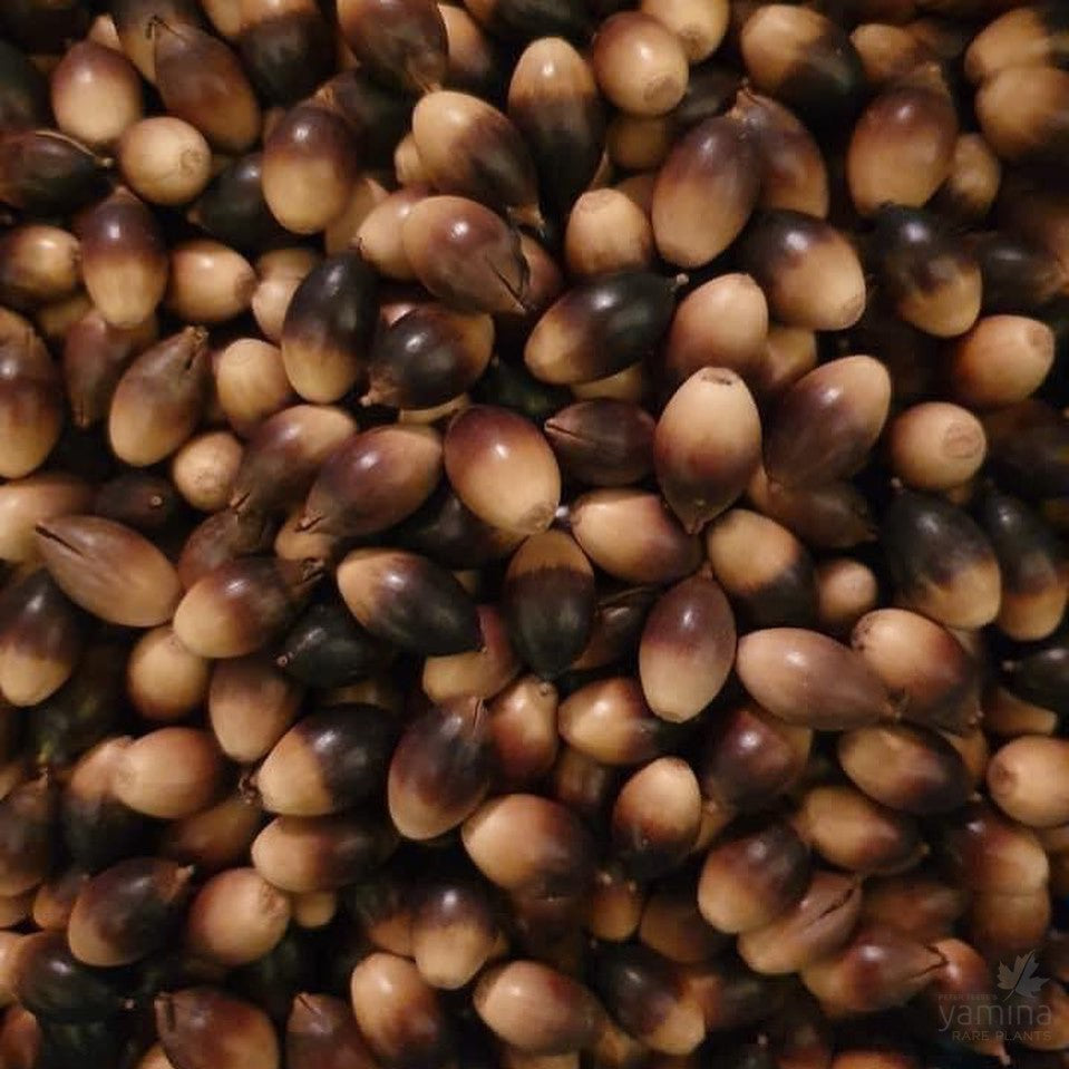 Quercus virginiana (Live oak) 5