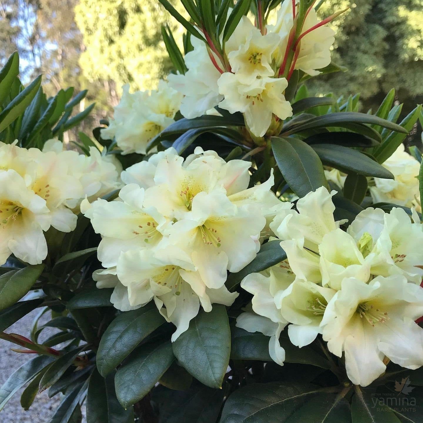Rhododendron Banana Flip Rhododendron Banana Flip
