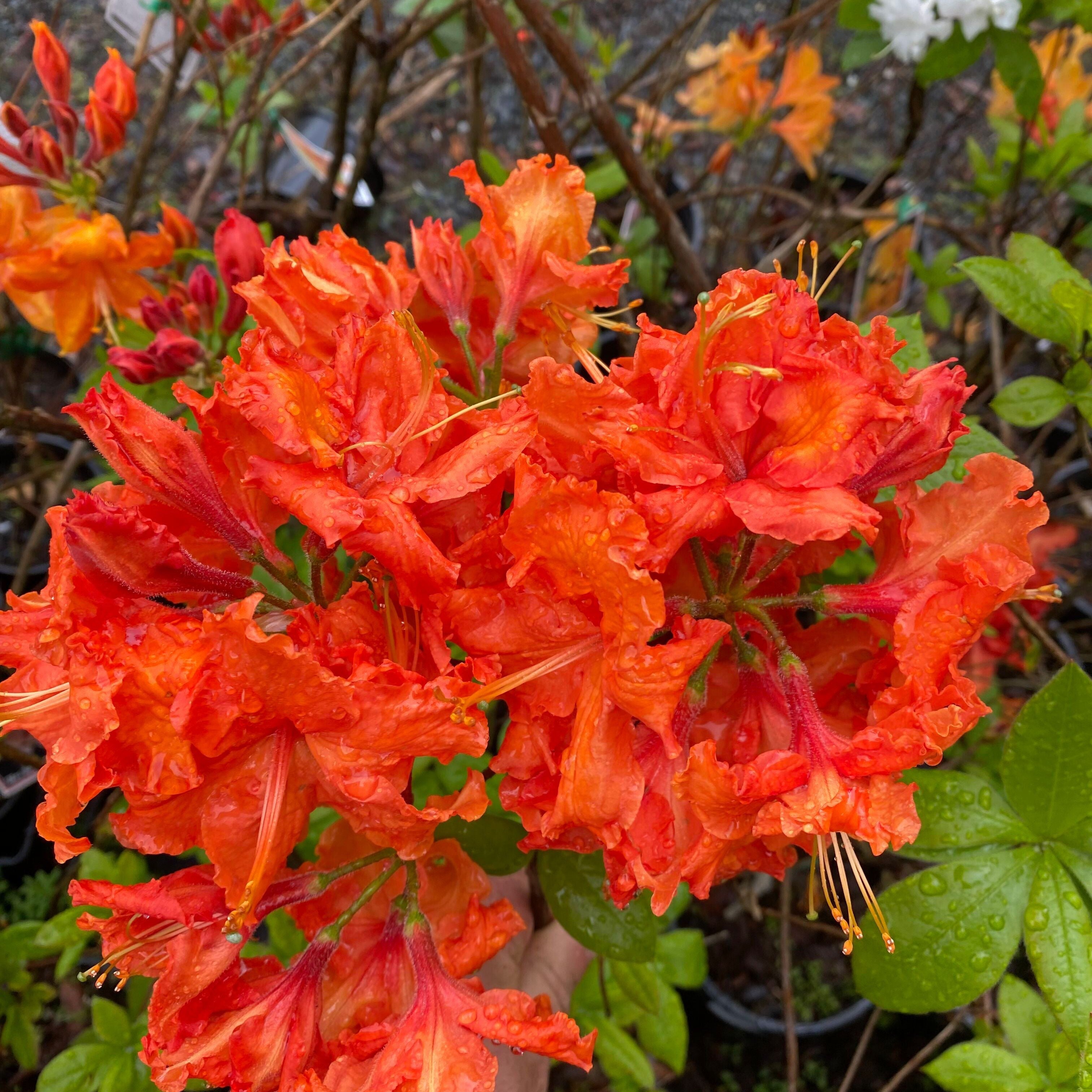 Rhododendron 'Dr M. Oosthoek' 1