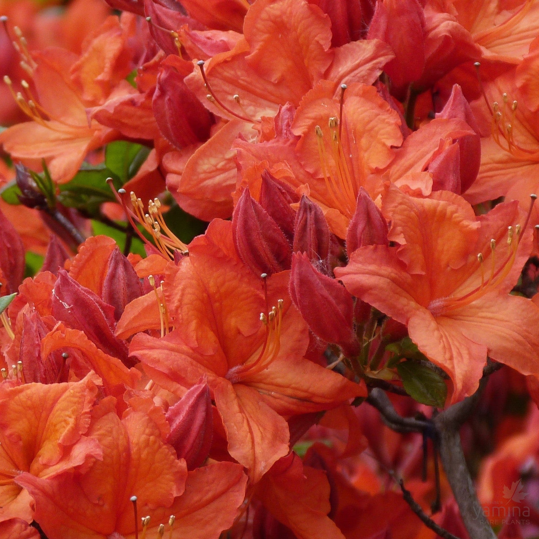 Rhododendron 'Gibraltar'