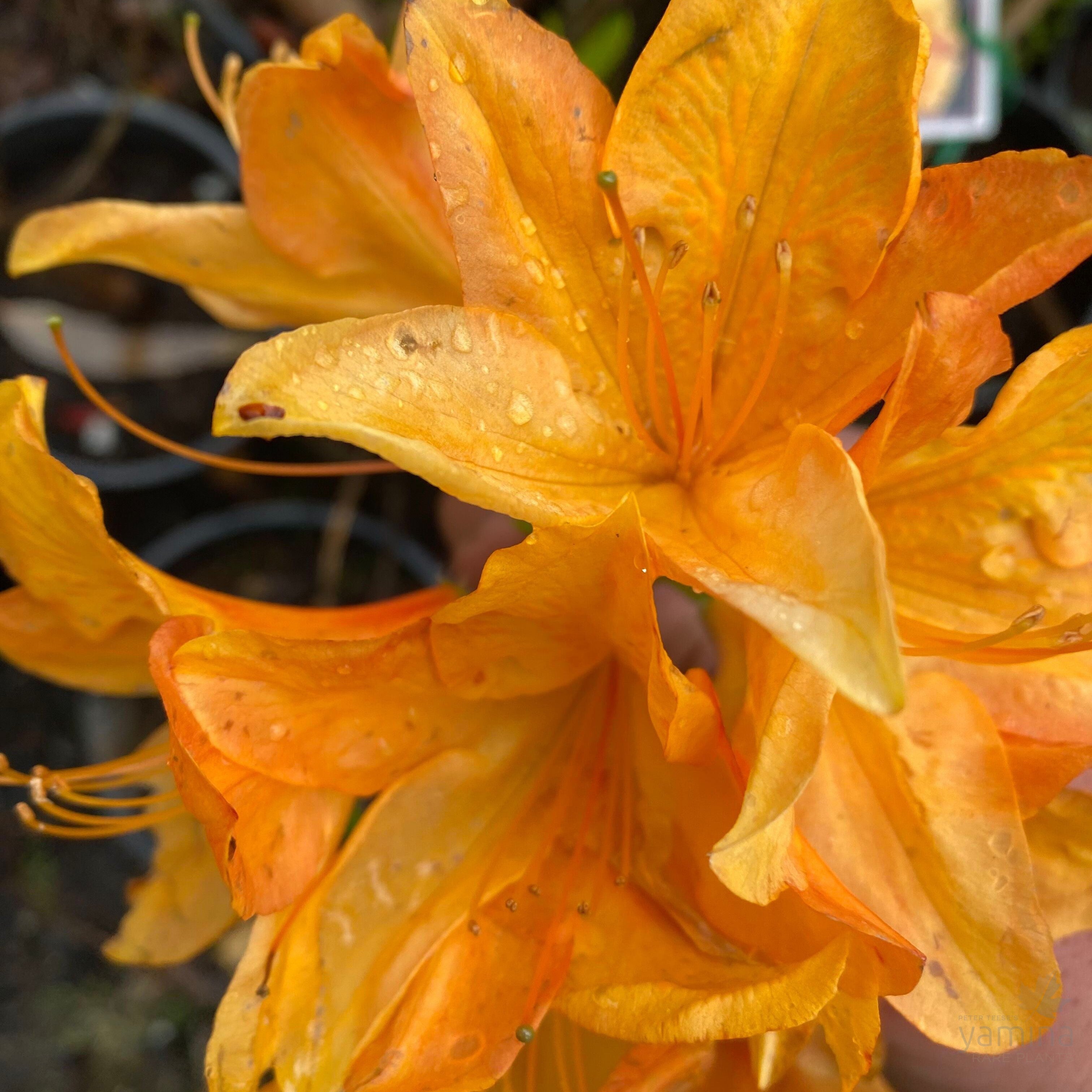 Rhododendron 'H. H. Wite' 1