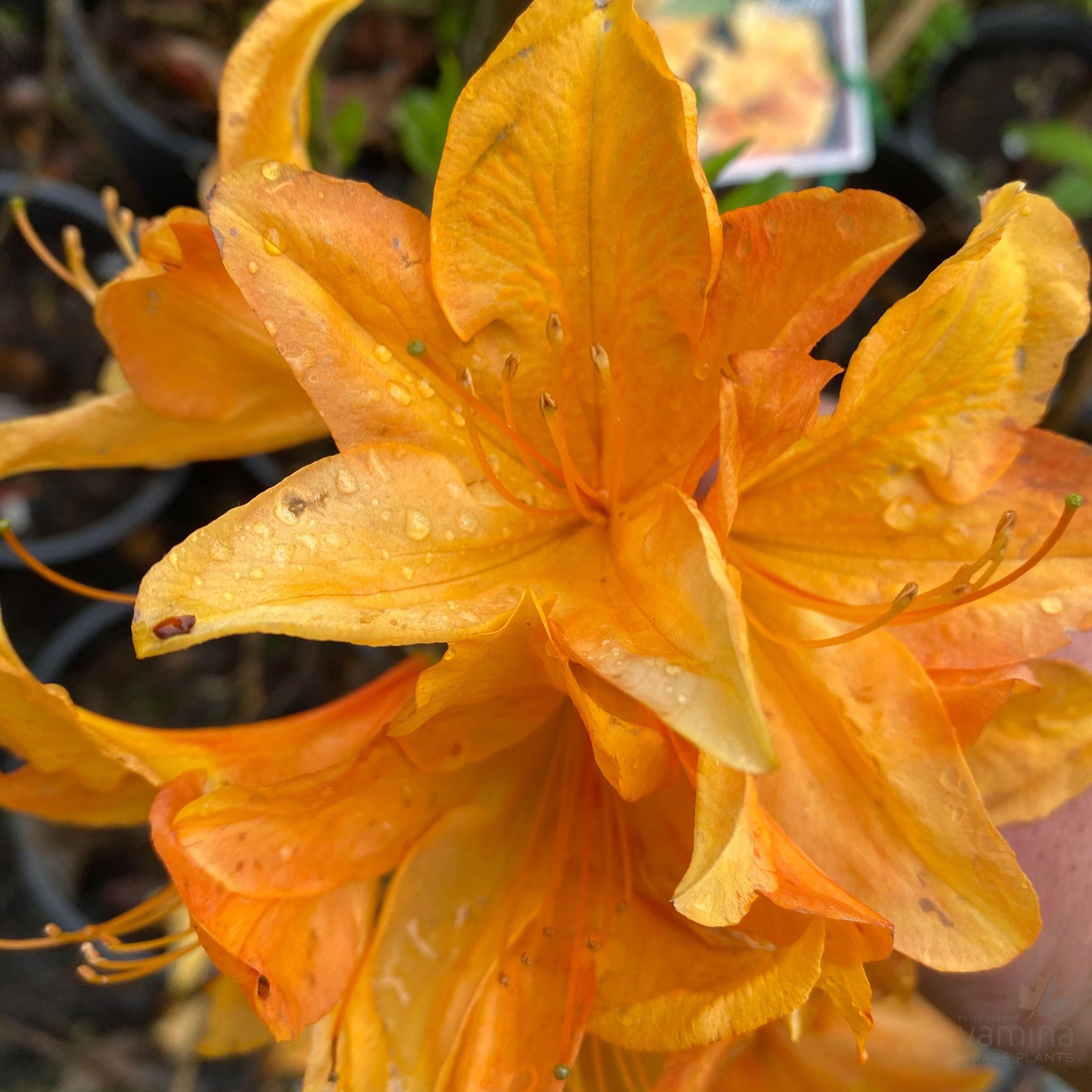 Rhododendron 'H. H. Wite' 2