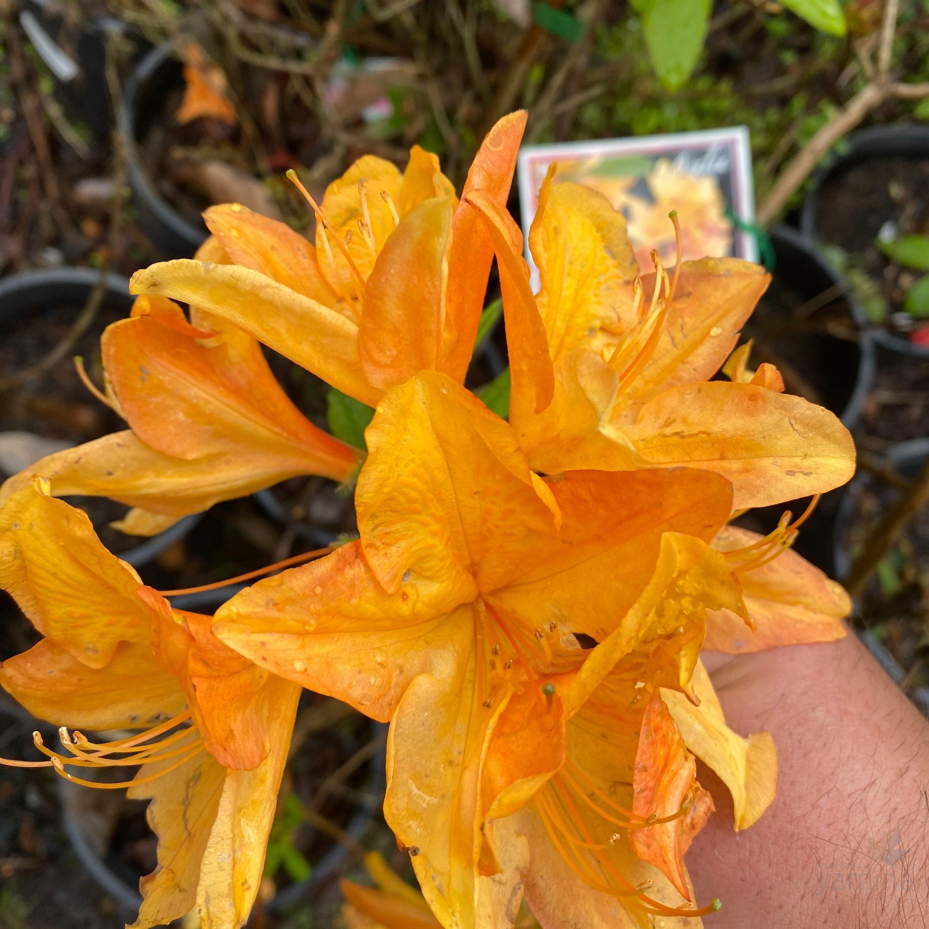Rhododendron 'H. H. Wite' 3