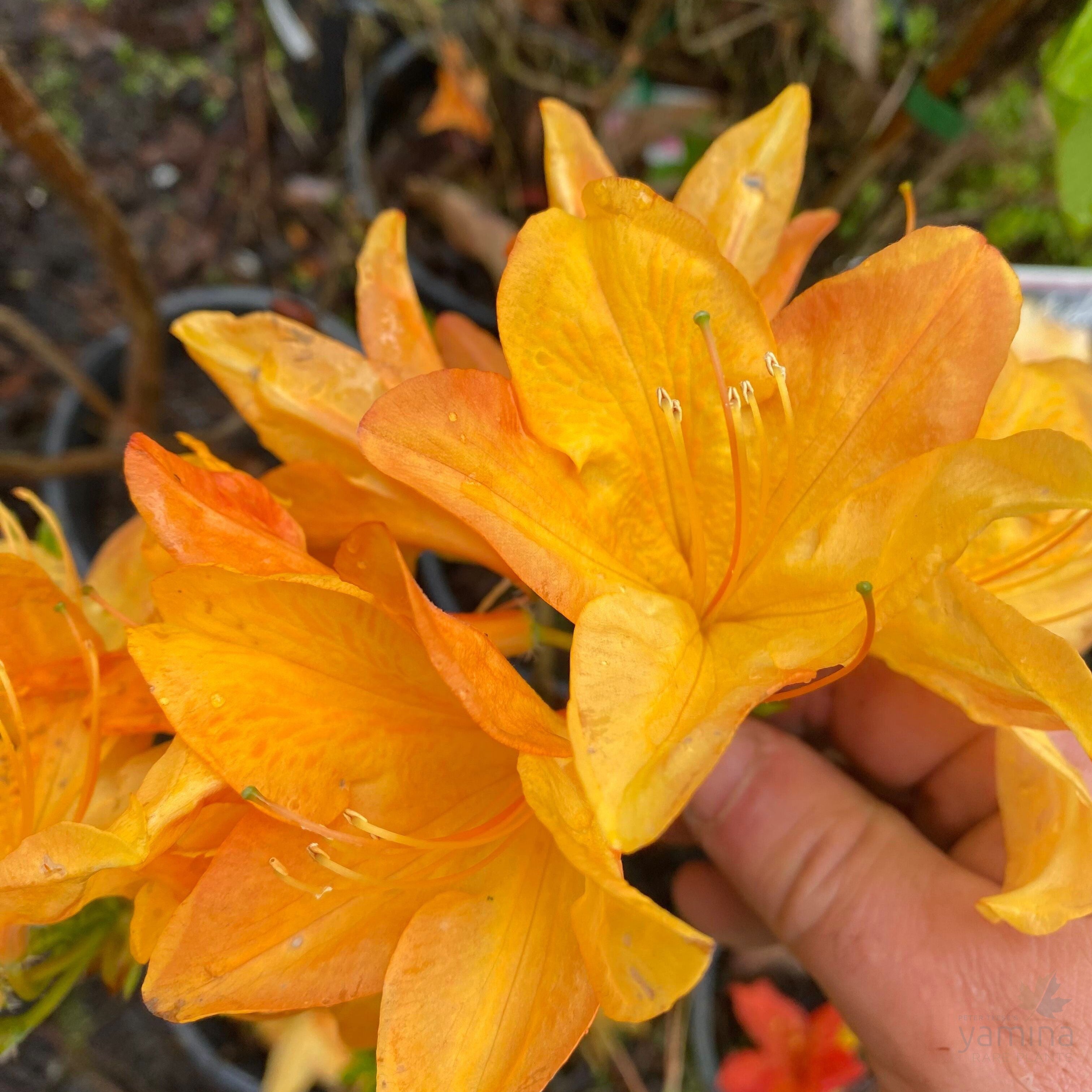Rhododendron 'H. H. Wite' 4