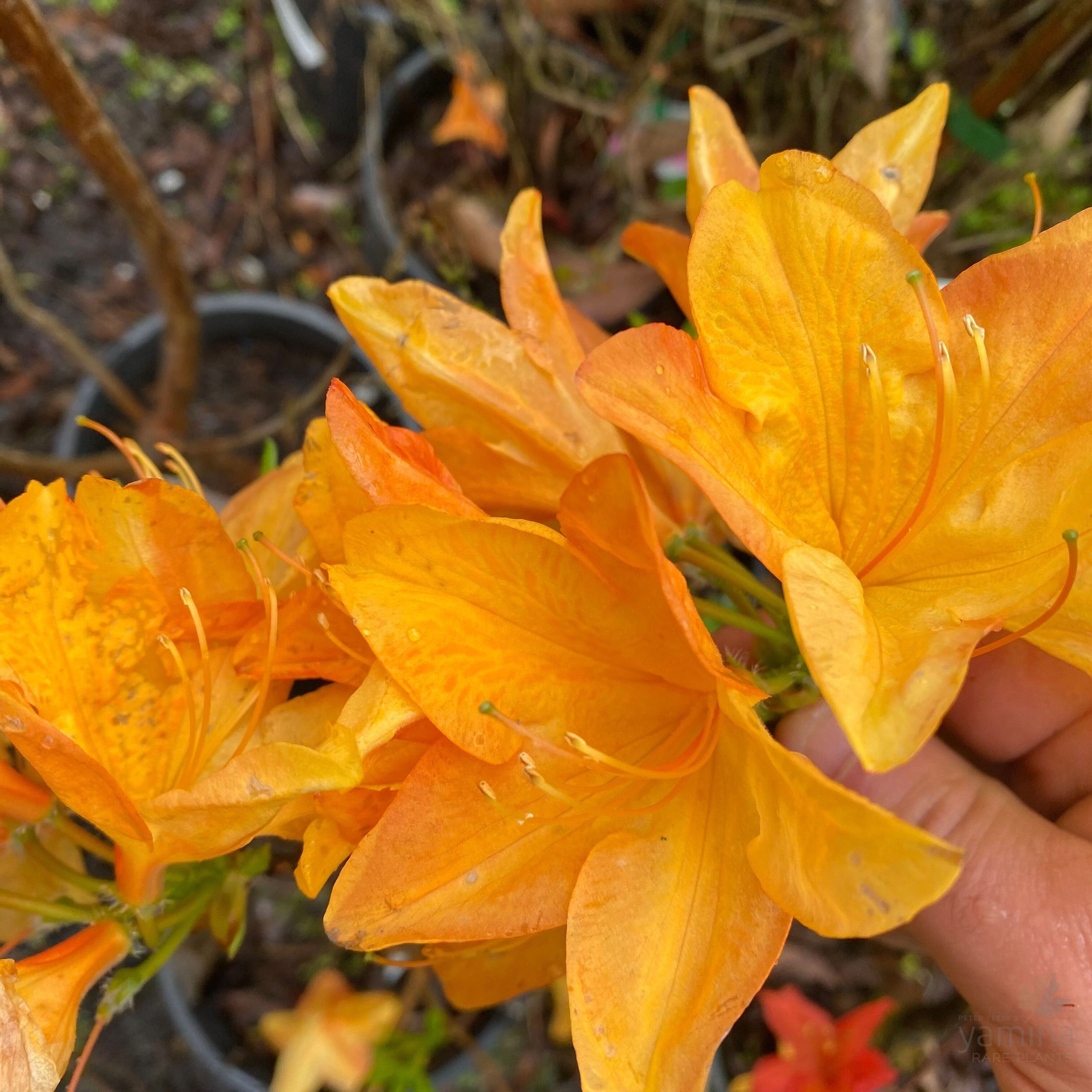 Rhododendron 'H. H. Wite' 5