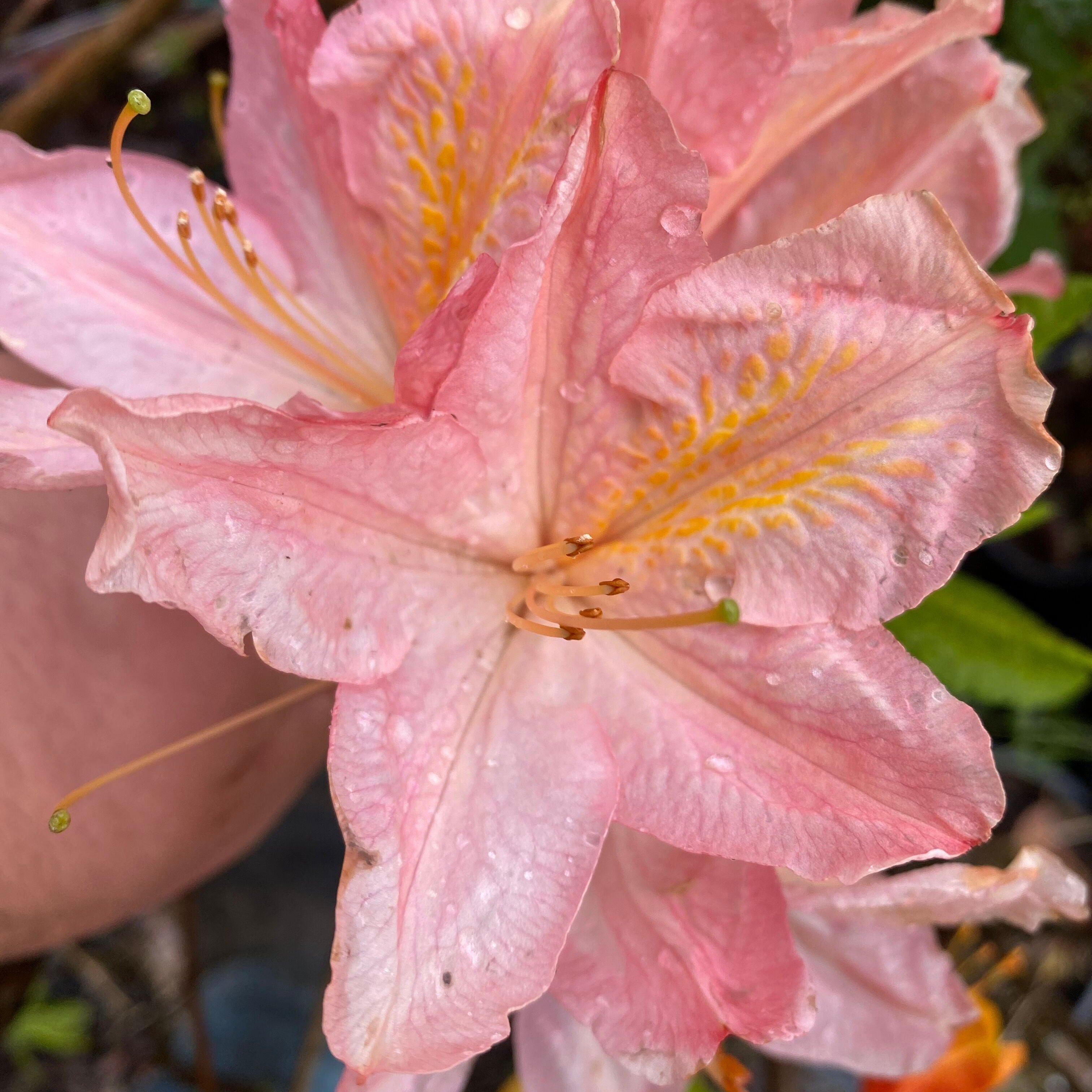 Rhododendron 'Mrs Anthony Koster' 2
