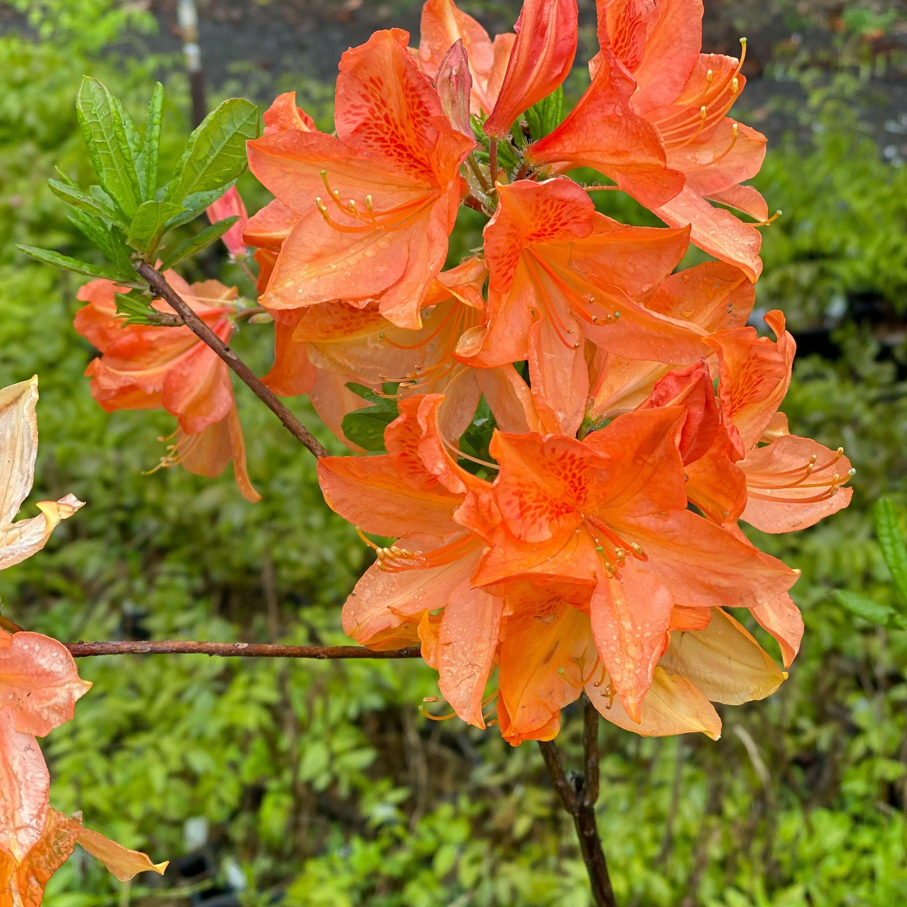 Rhododendron 'Queen Emma’ 3
