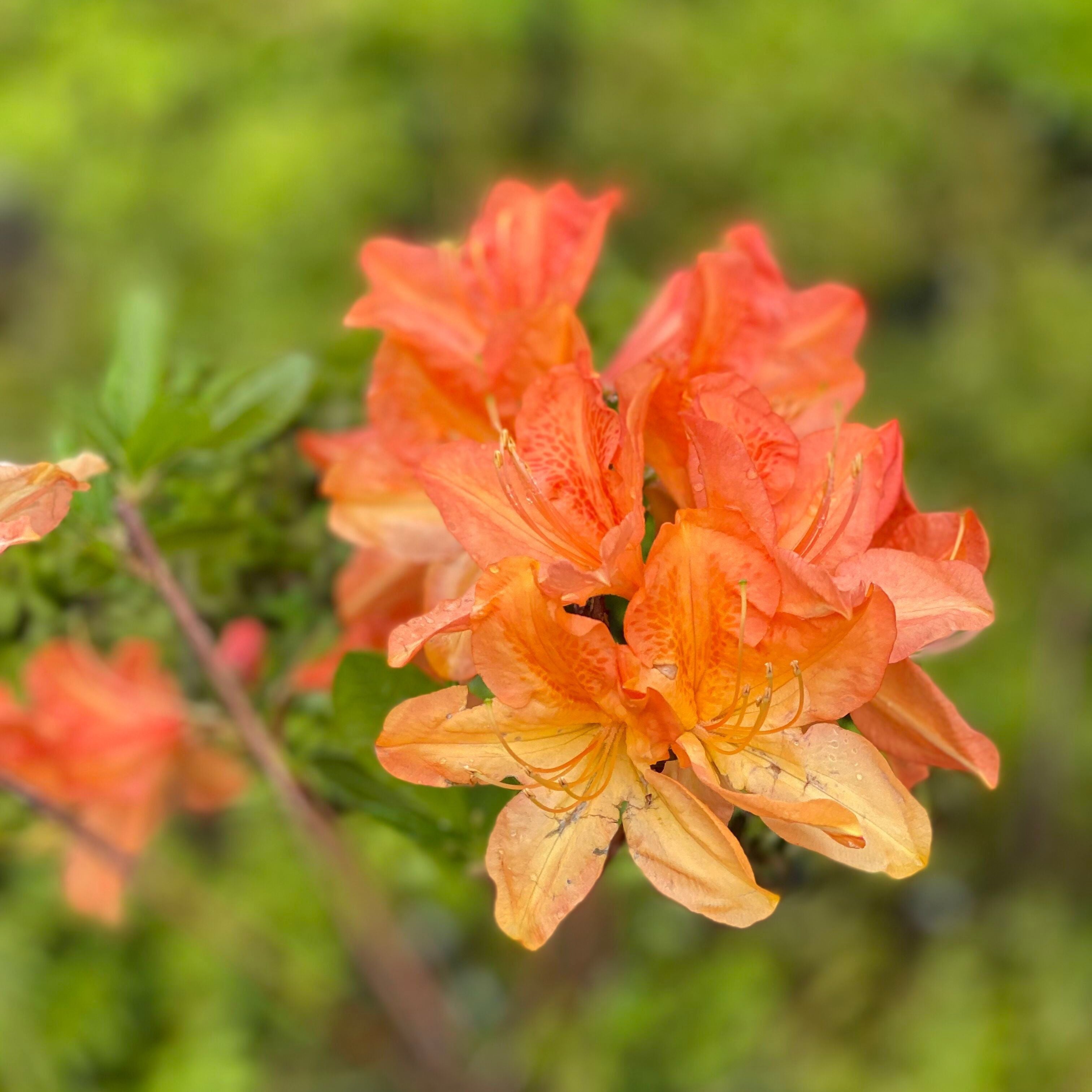 Rhododendron 'Queen Emma’ 4