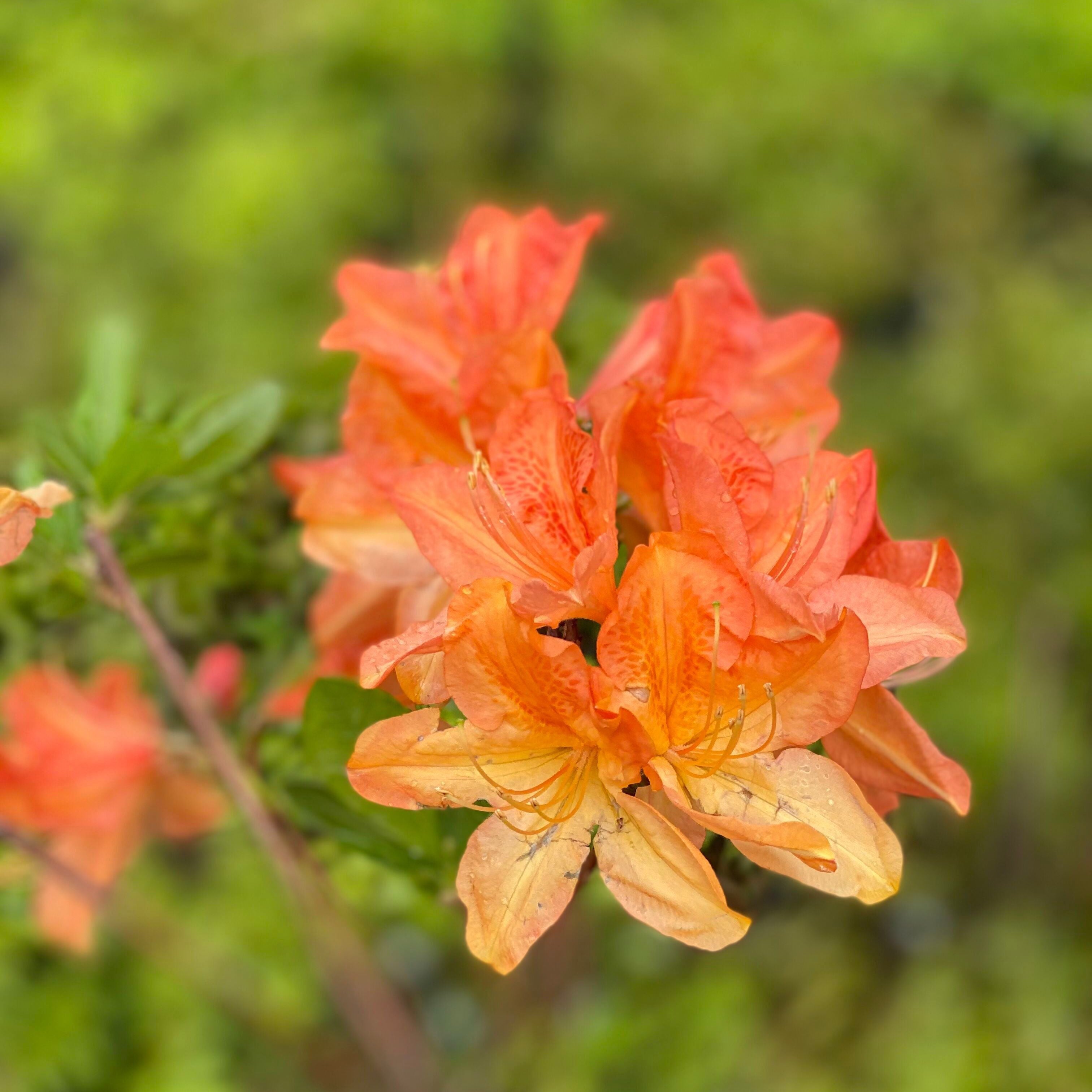 Rhododendron 'Queen Emma’ 5