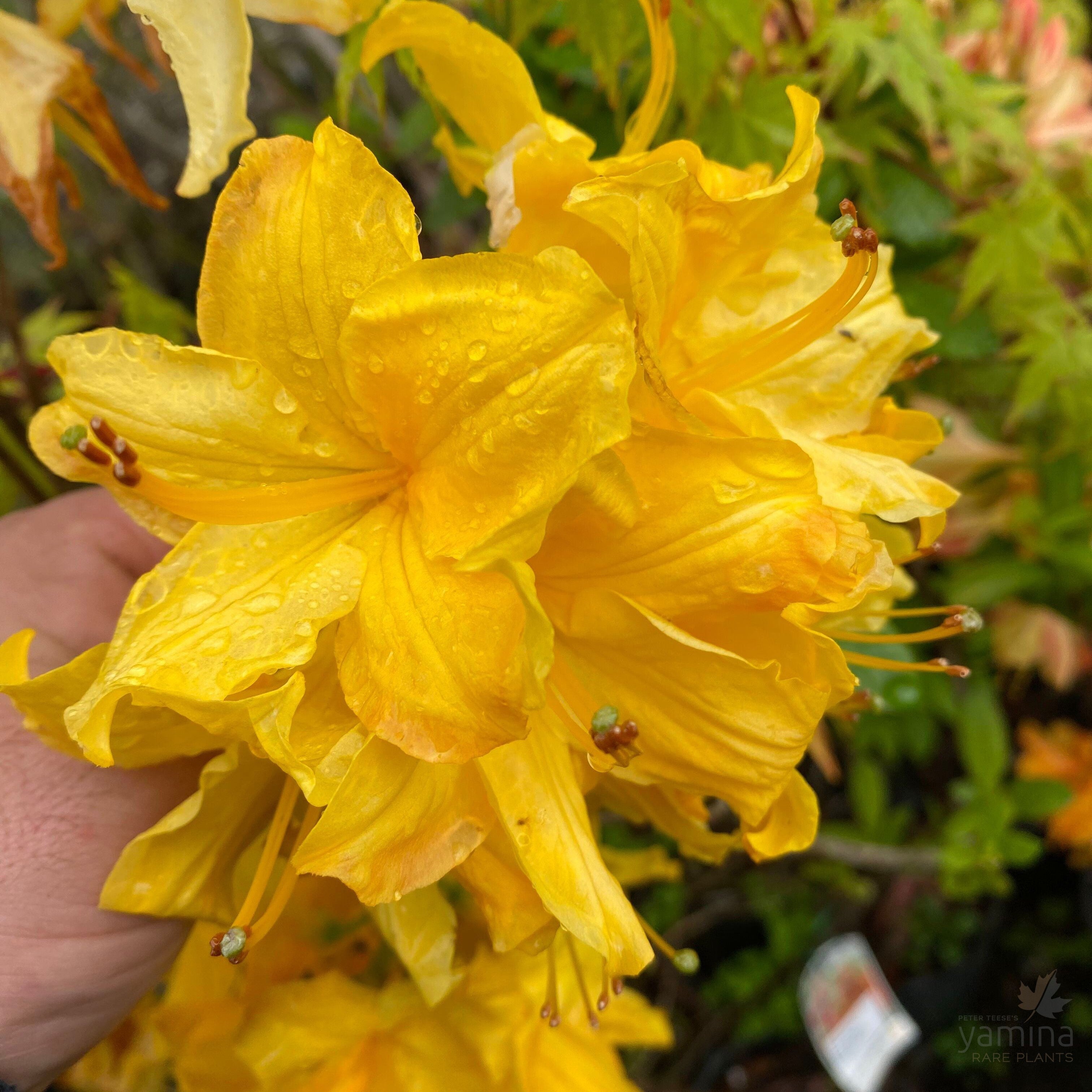 Rhododendron 'Toolangi Gold'