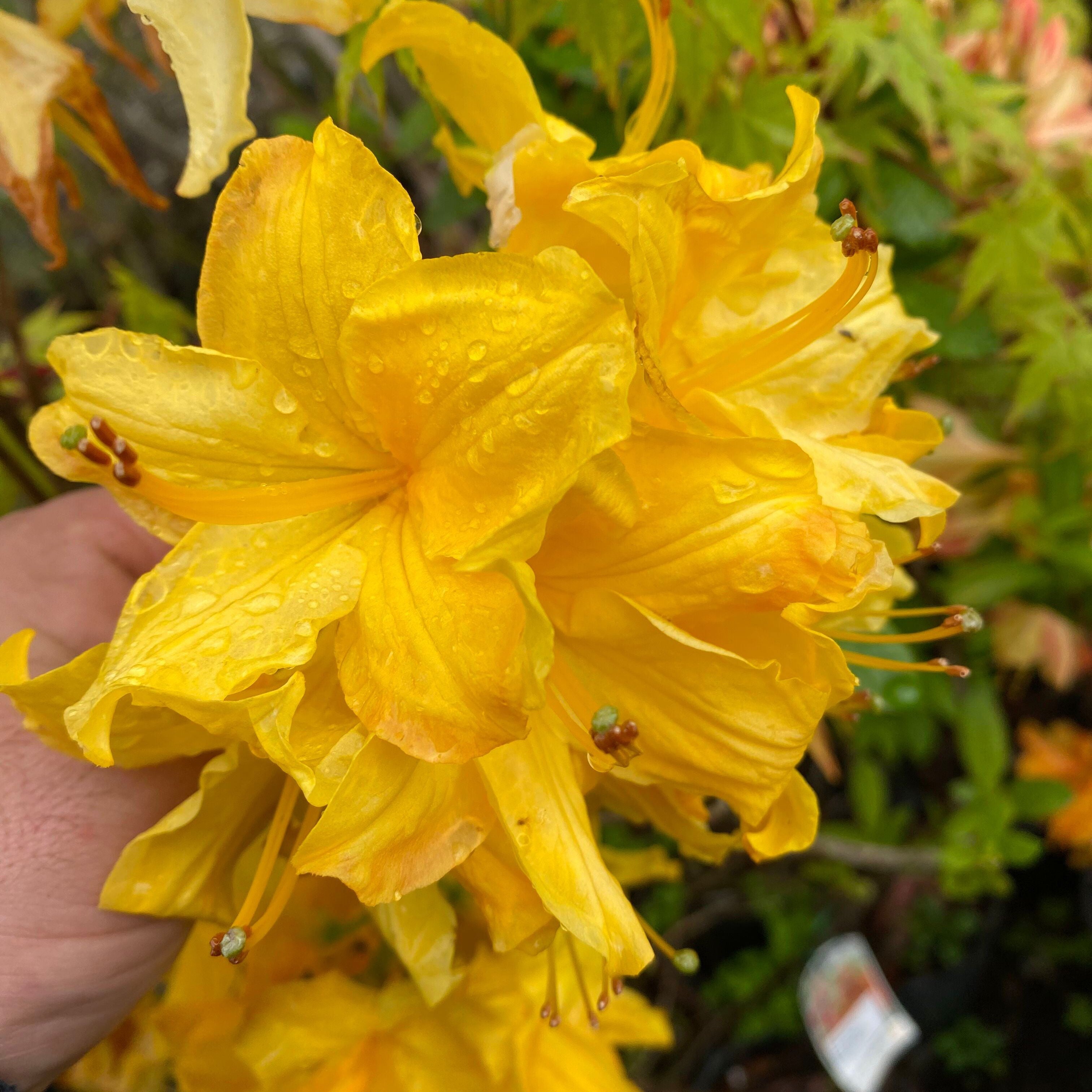 Rhododendron 'Toolangi Gold’ 1