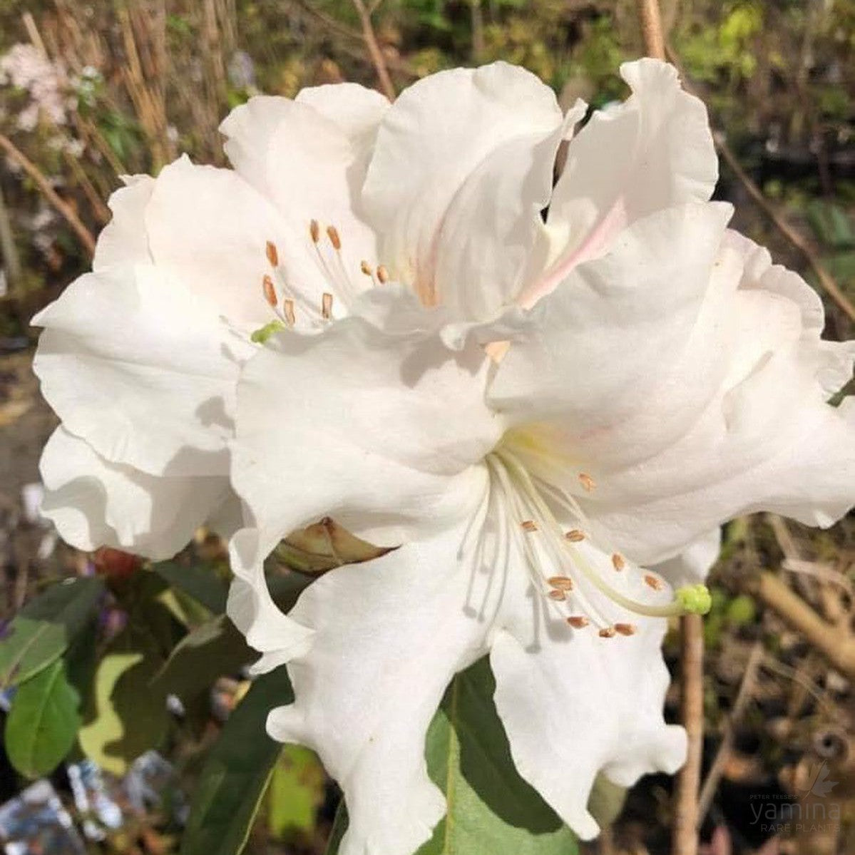 Rhododendron x hybrid Satin 1