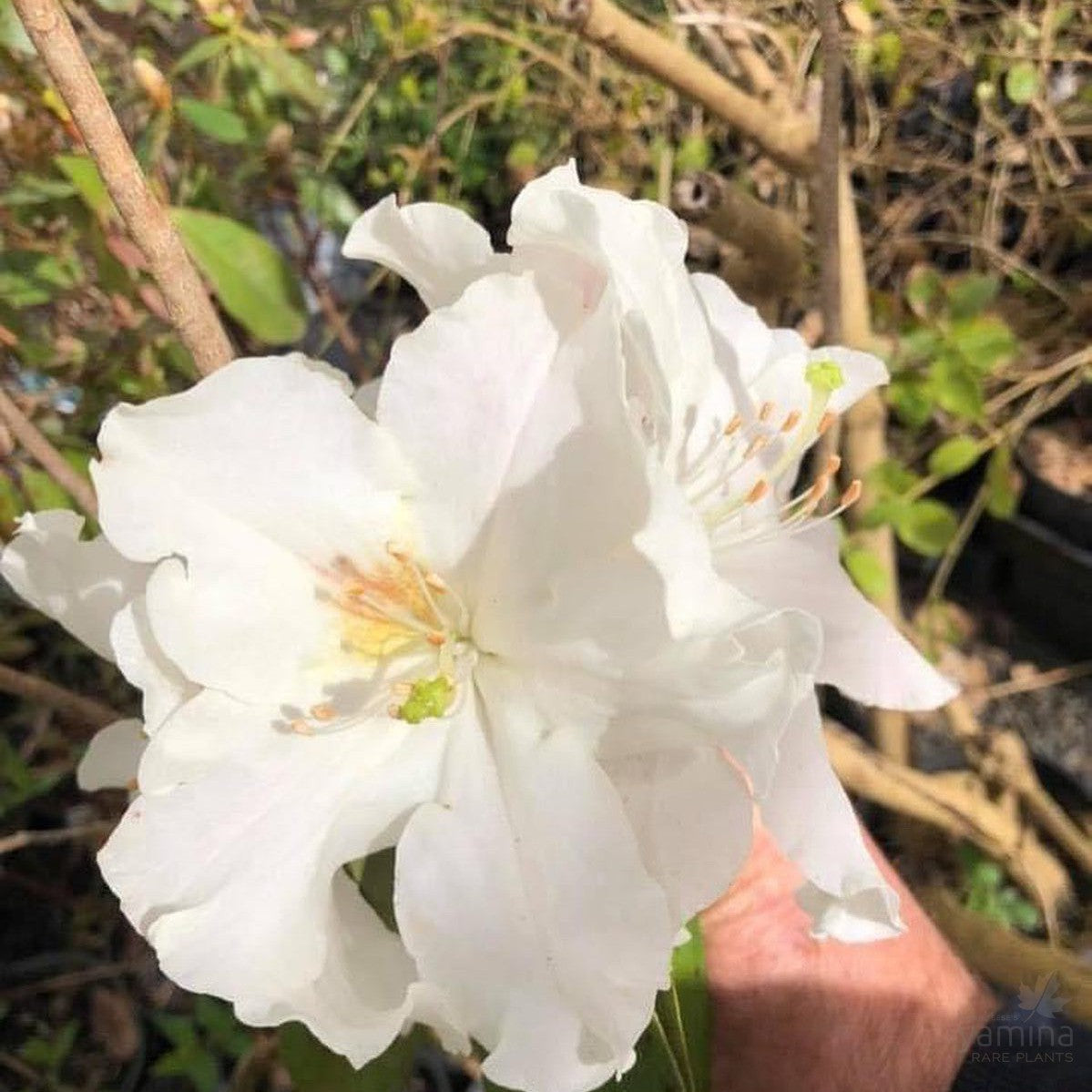 Rhododendron x hybrid Satin 2