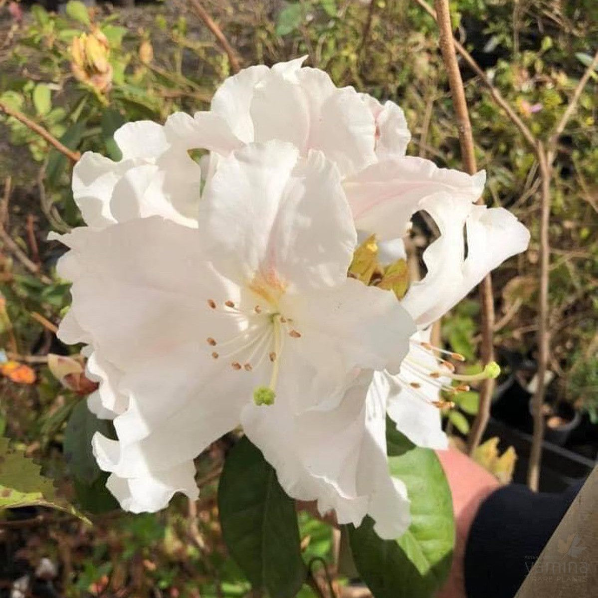 Rhododendron x hybrid Satin 3