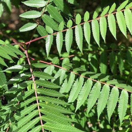 Rhus glabra 4