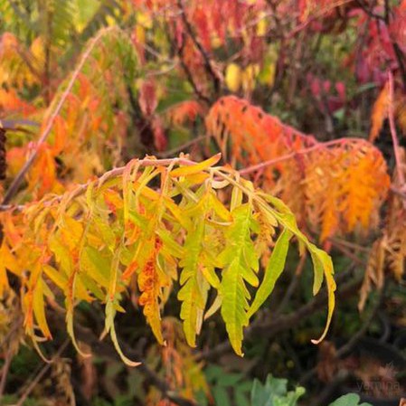 Rhus typhinus Laciniata 1
