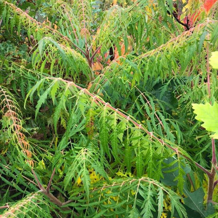 Rhus typhinus Laciniata 2