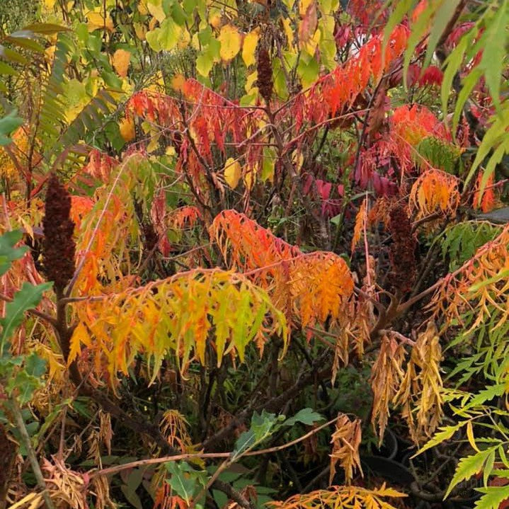 Rhus typhinus Laciniata 3