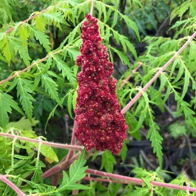 Rhus typhinus Laciniata 4