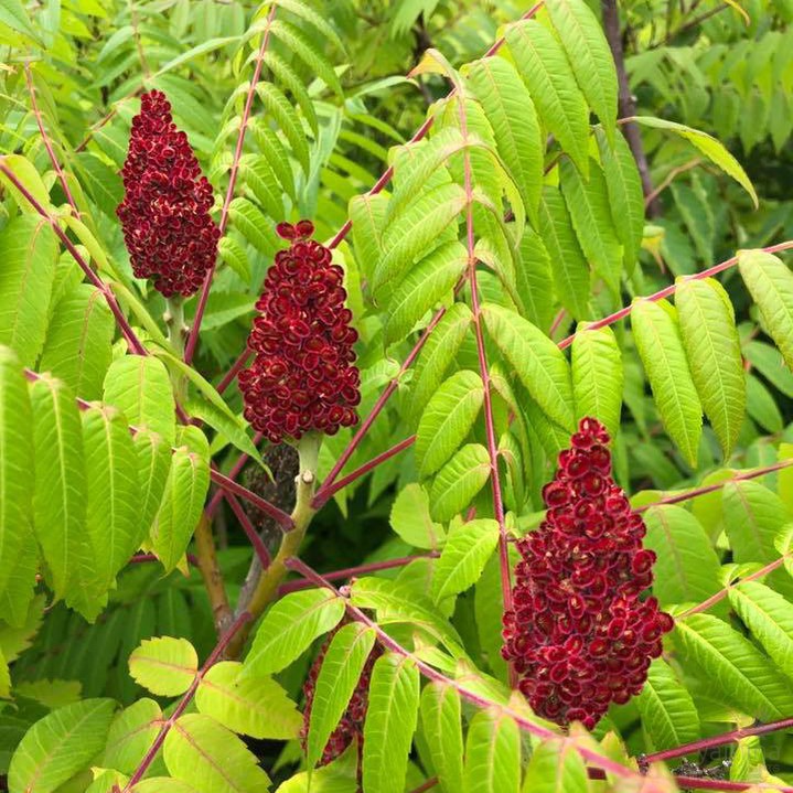 Rhus typhinus Laciniata 5