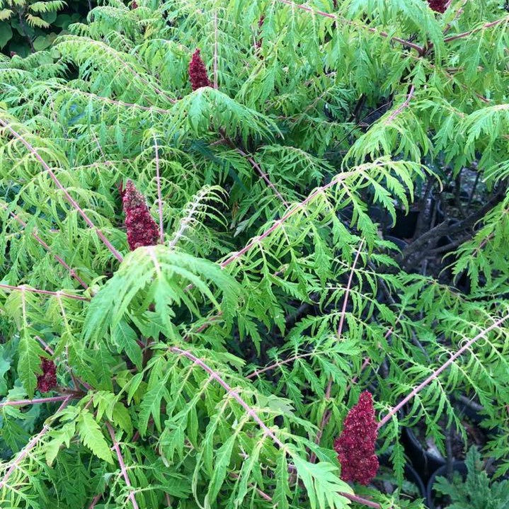 Rhus typhinus Laciniata 6