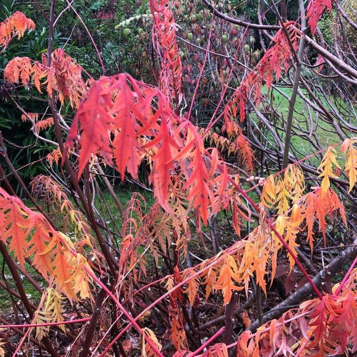Rhus typhinus Laciniata 7