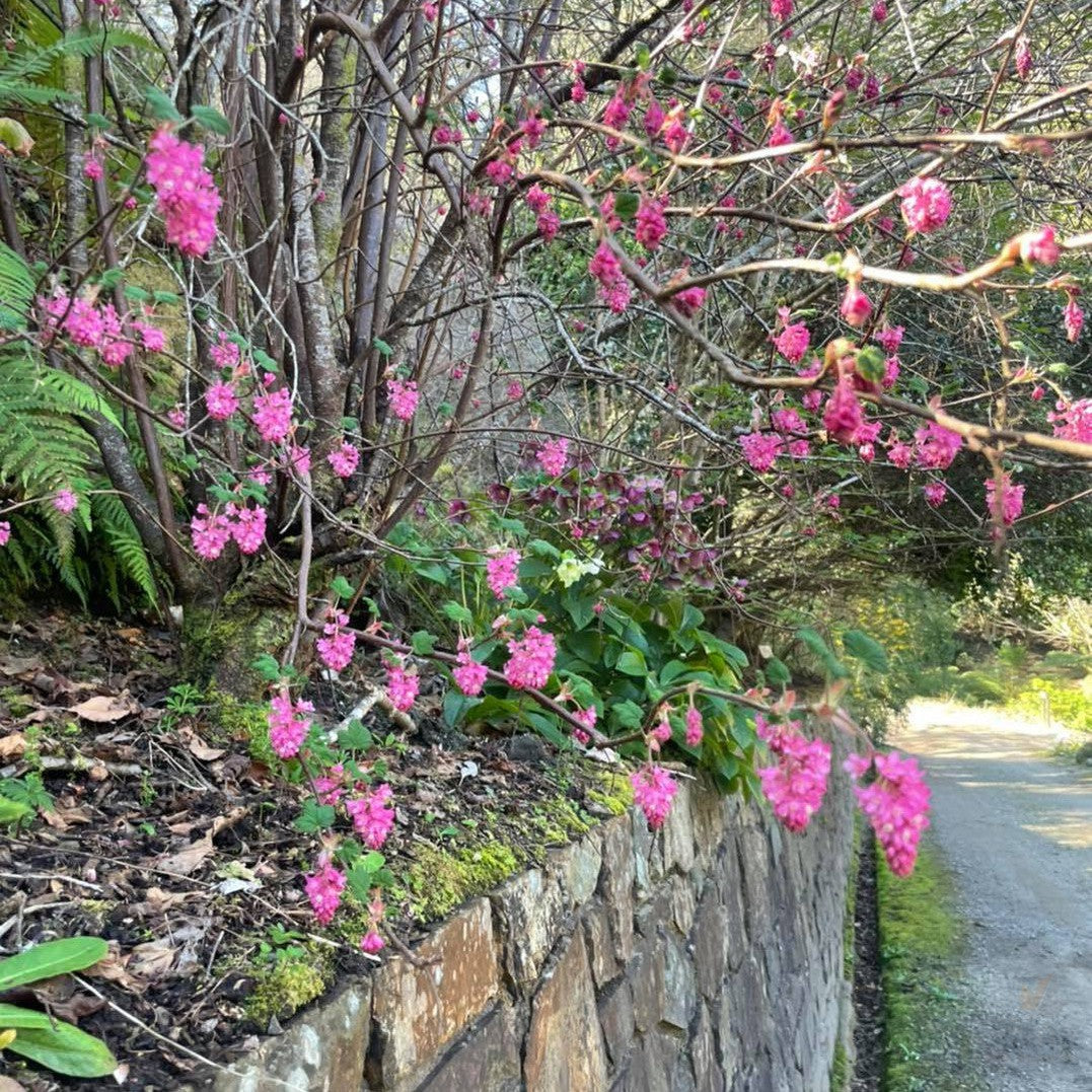 Ribes sanguineum (Flowering currant) 1