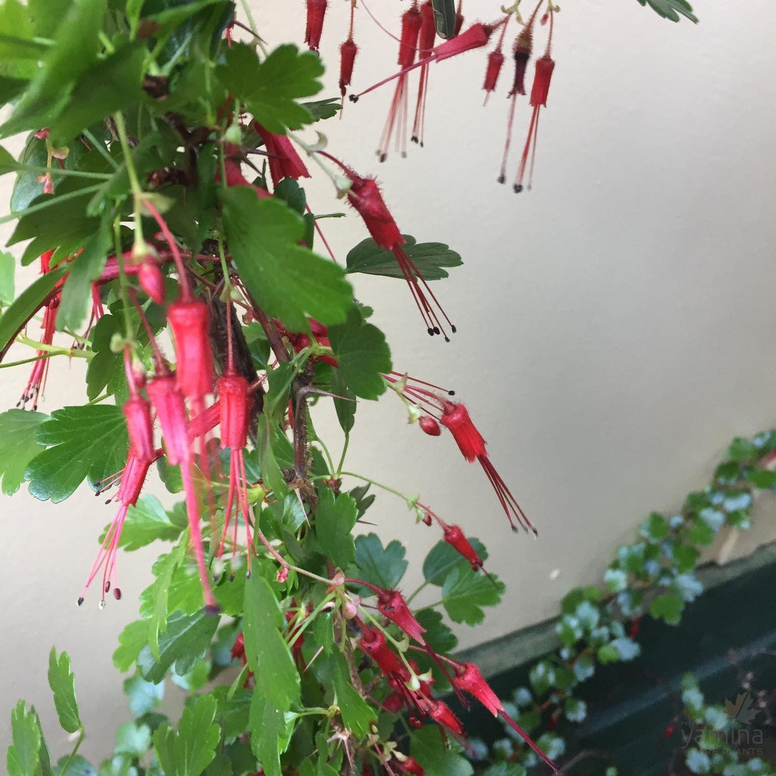Ribes speciosa 1