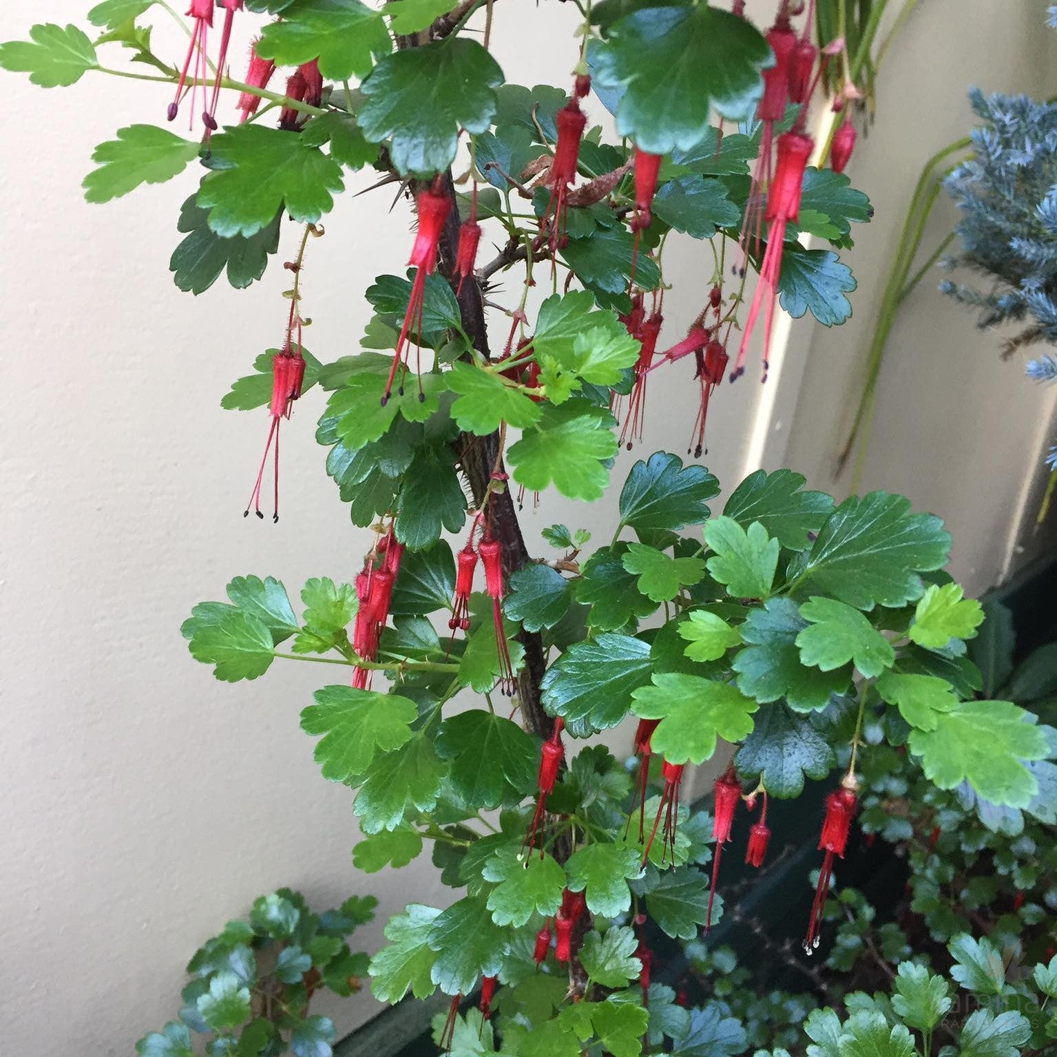 Ribes speciosa 2
