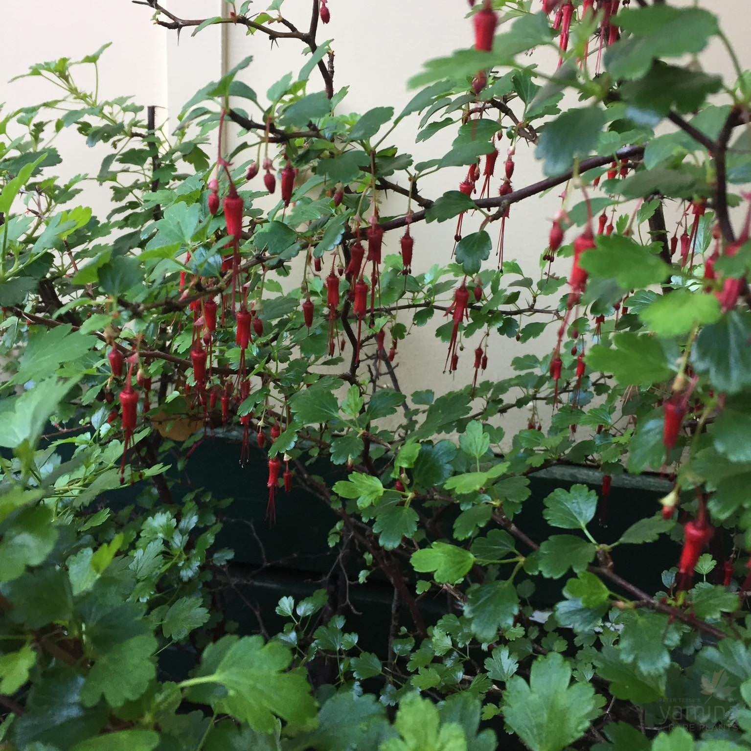 Ribes speciosa 3