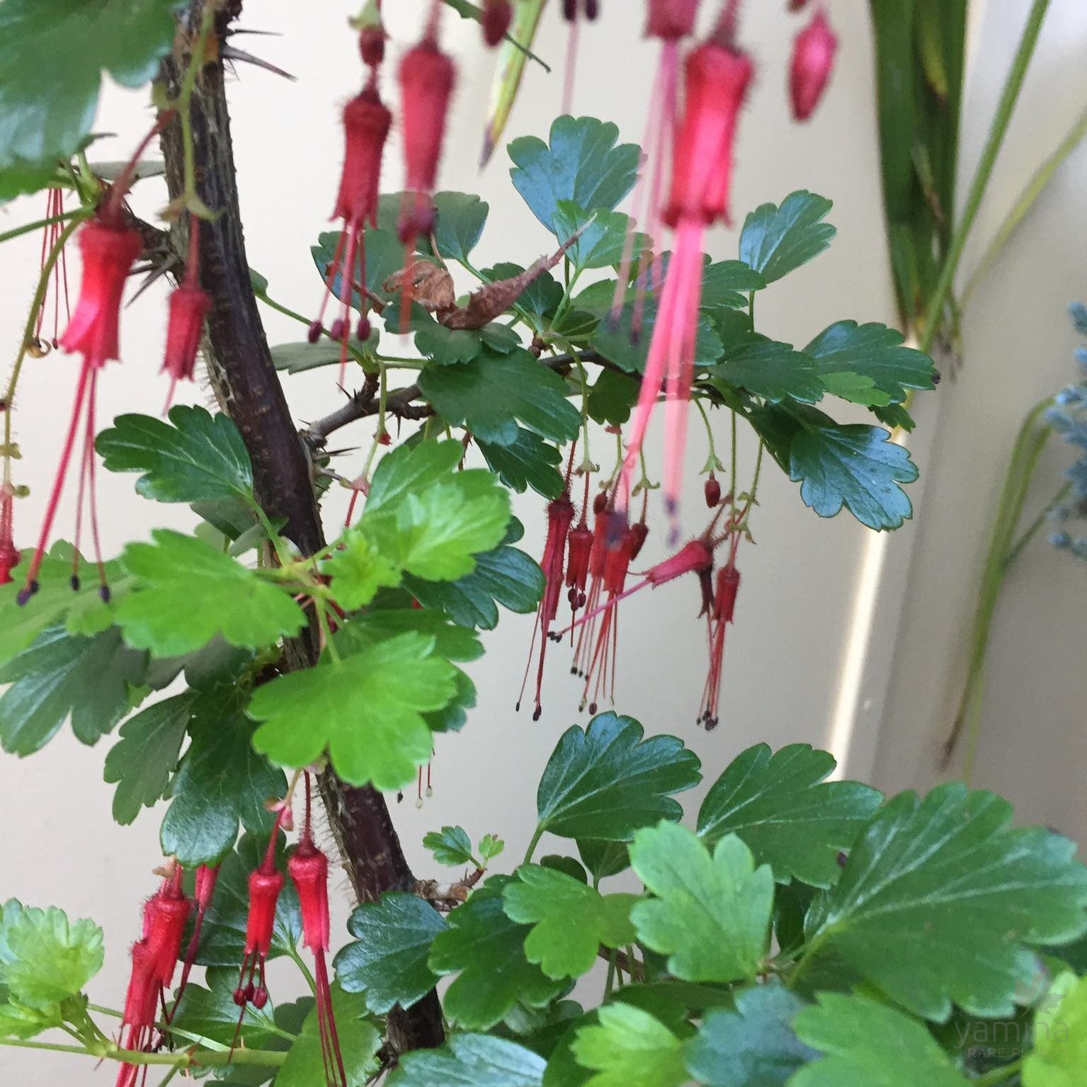 Ribes speciosa 4