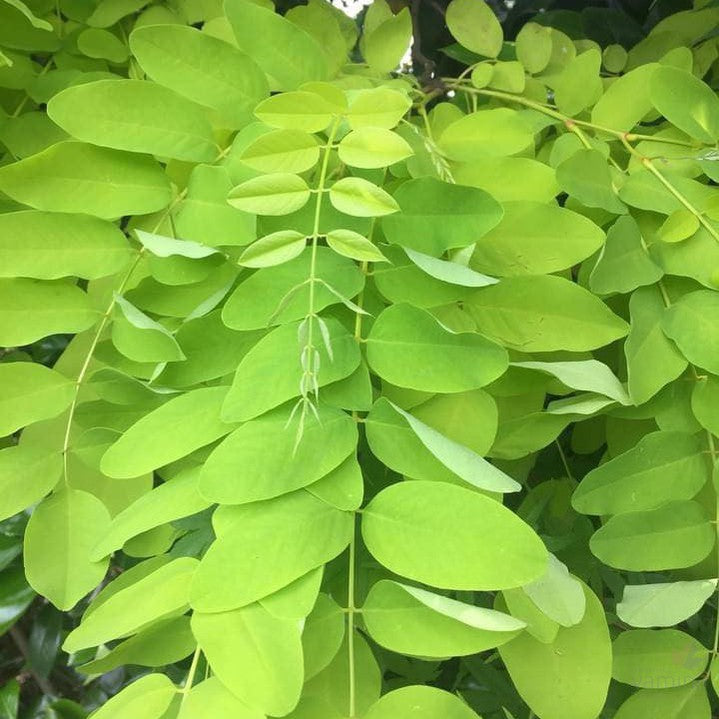 Robinia pseudoacacia Frisia 1