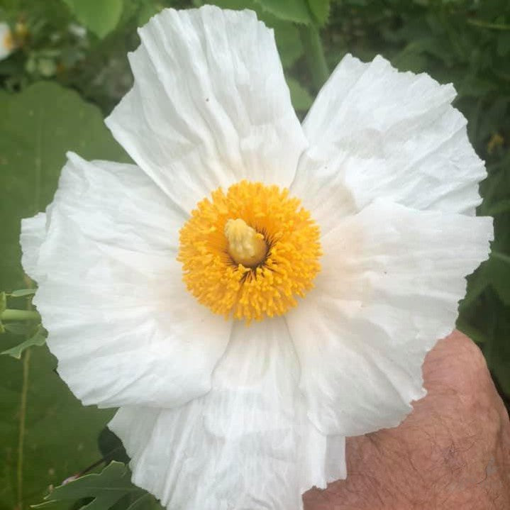 Romneya coulteri 3