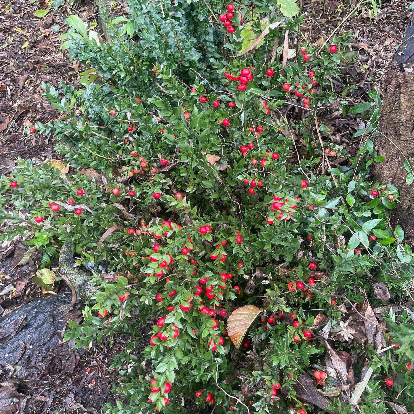 Ruscus aculeatus (Butchers Broom) 1