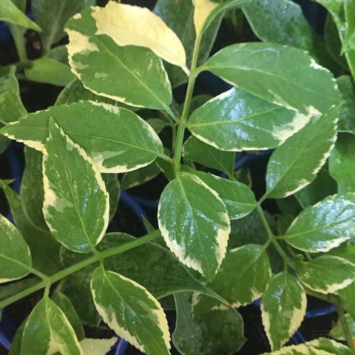 Sambucus nigra Variegata 1